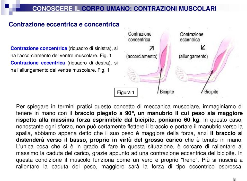 1 Figura 1 Per spiegare in termini pratici questo concetto di meccanica muscolare, immaginiamo di tenere in mano con il braccio piegato a 90, un manubrio il cui peso sia maggiore rispetto alla