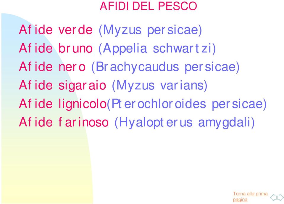 persicae) Afide sigaraio (Myzus varians) Afide