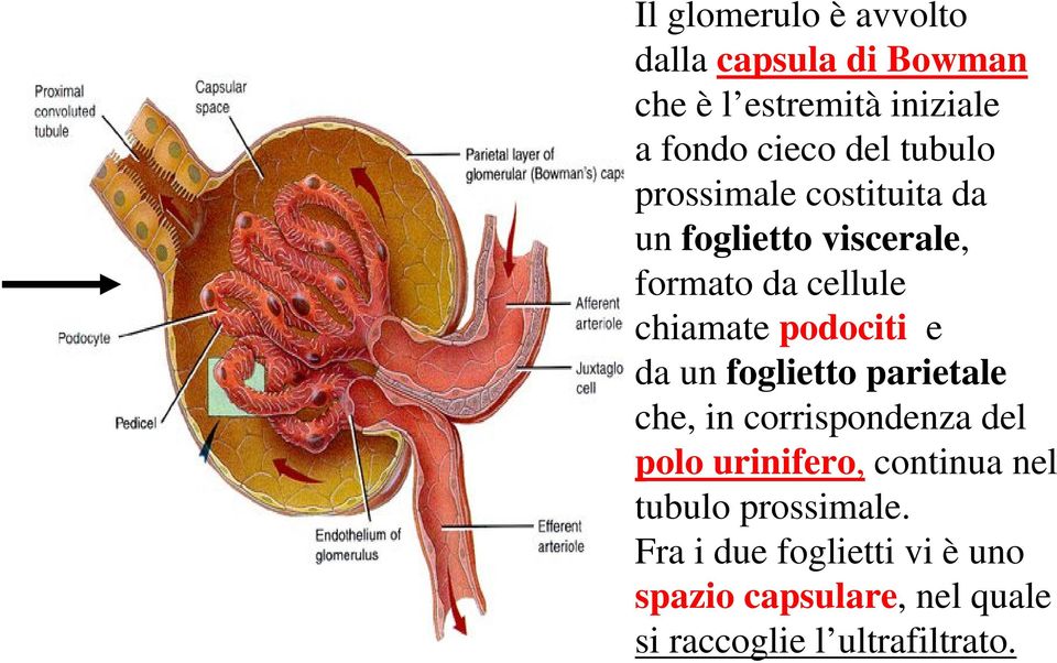 e da un foglietto parietale che, in corrispondenza del polo urinifero, continua nel tubulo