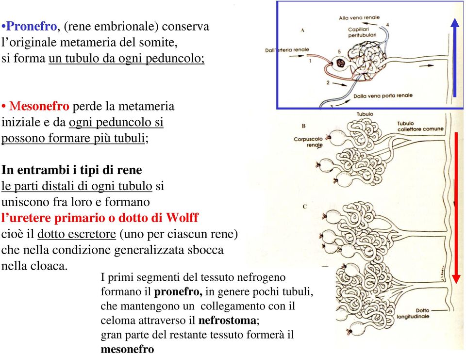 di Wolff cioè il dotto escretore (uno per ciascun rene) che nella condizione generalizzata sbocca nella cloaca.