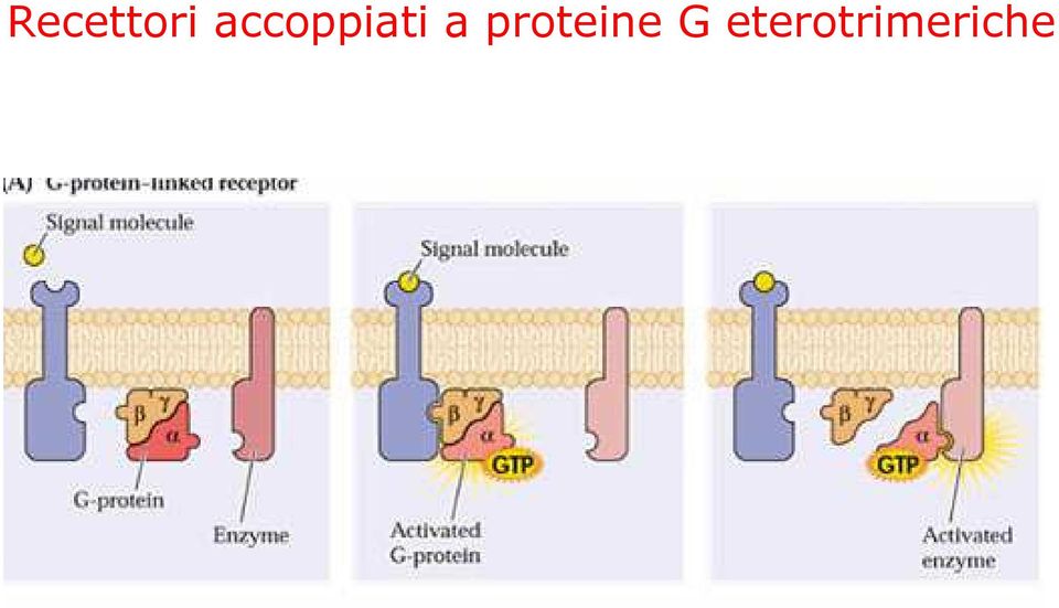 proteine G