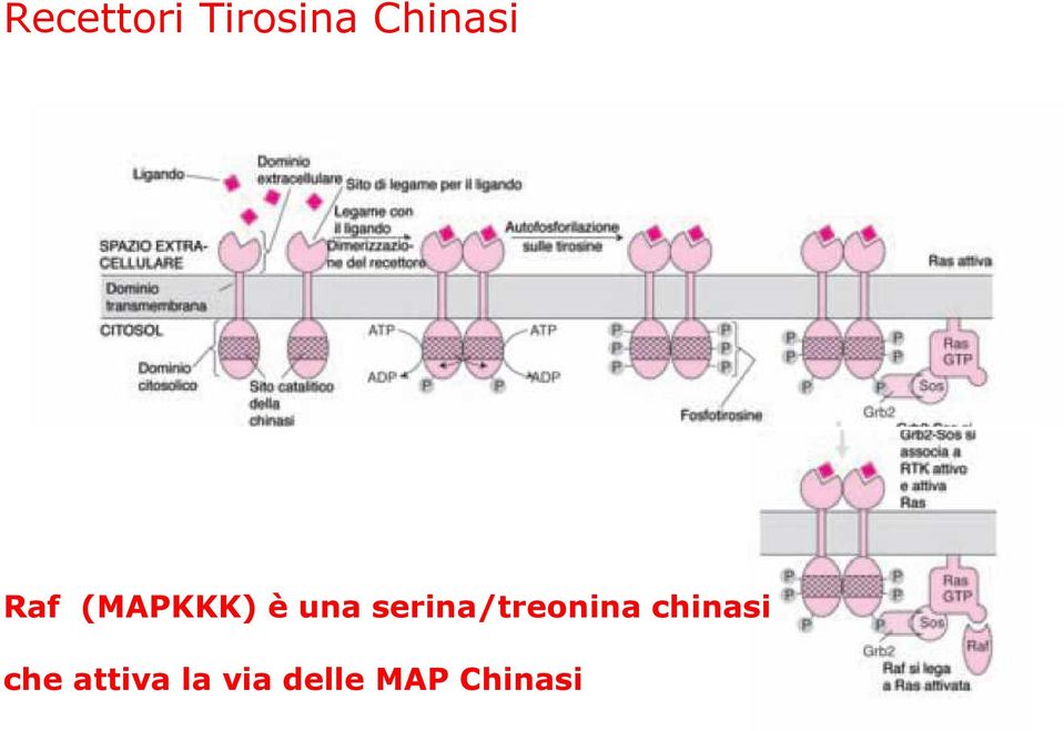 serina/treoninachinasi