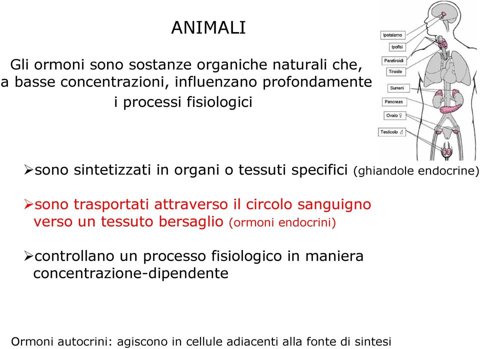 attraverso il circolo sanguigno verso un tessuto bersaglio (ormoni endocrini) controllano un processo