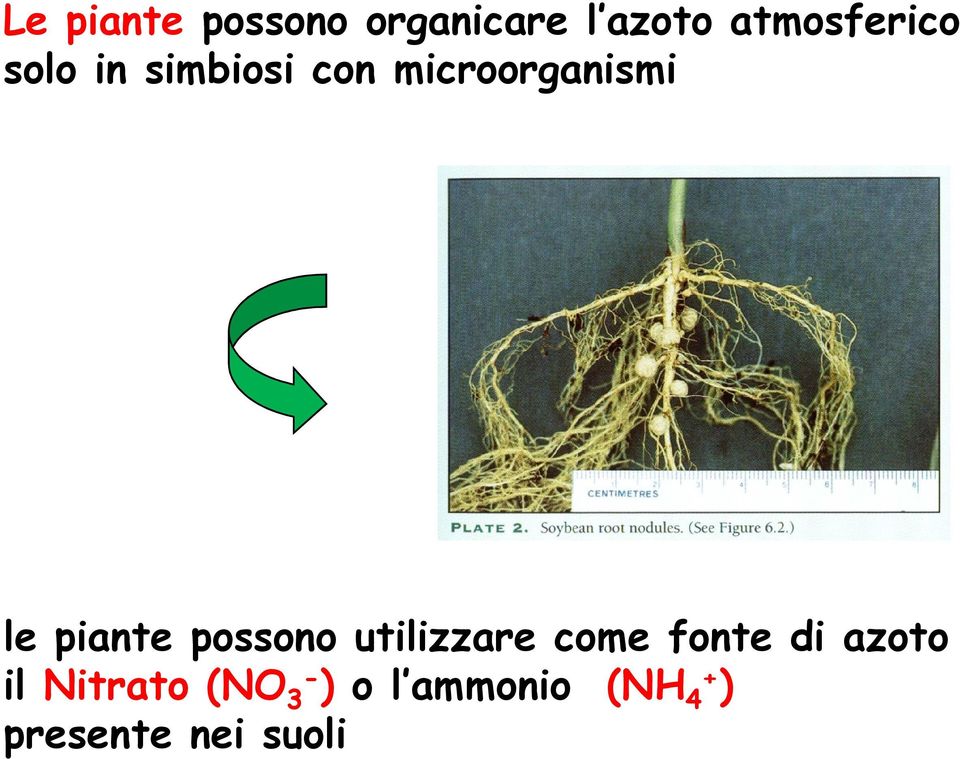 possono utilizzare come fonte di azoto il