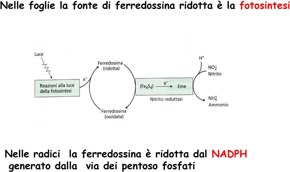 la ferredossina è ridotta dal NADPH