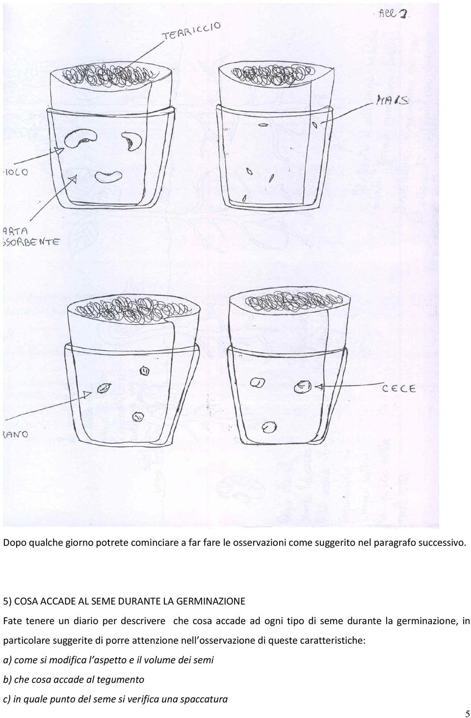 durante la germinazione, in particolare suggerite di porre attenzione nell osservazione di queste caratteristiche: a)