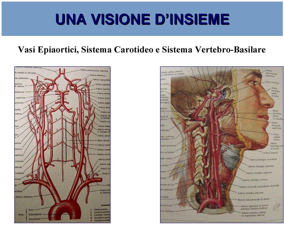 Epiaortici, Sistema