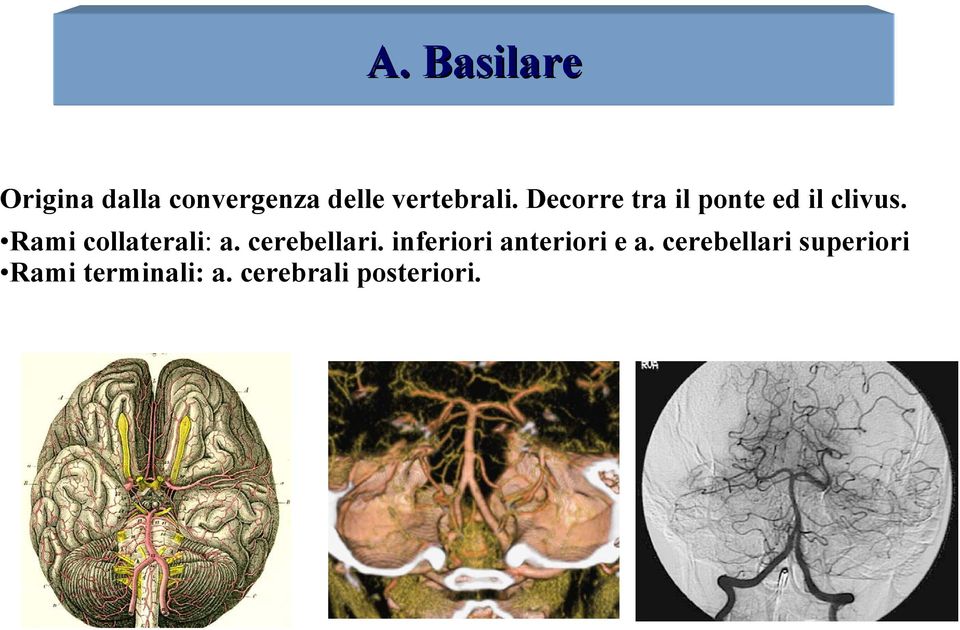 Rami collaterali: a. cerebellari.