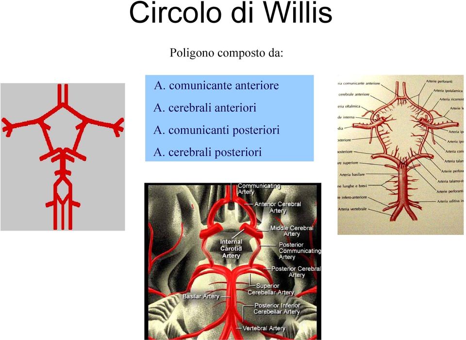 comunicante anteriore A.