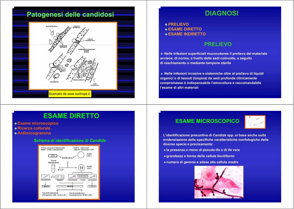 compromesse è indispensabile l emocoltura e raccomandabile l esame di altri materiali Esame microscopico Ricerca colturale Antimicogramma ESAME DIRETTO Schema di identificazione di Candida ESAME