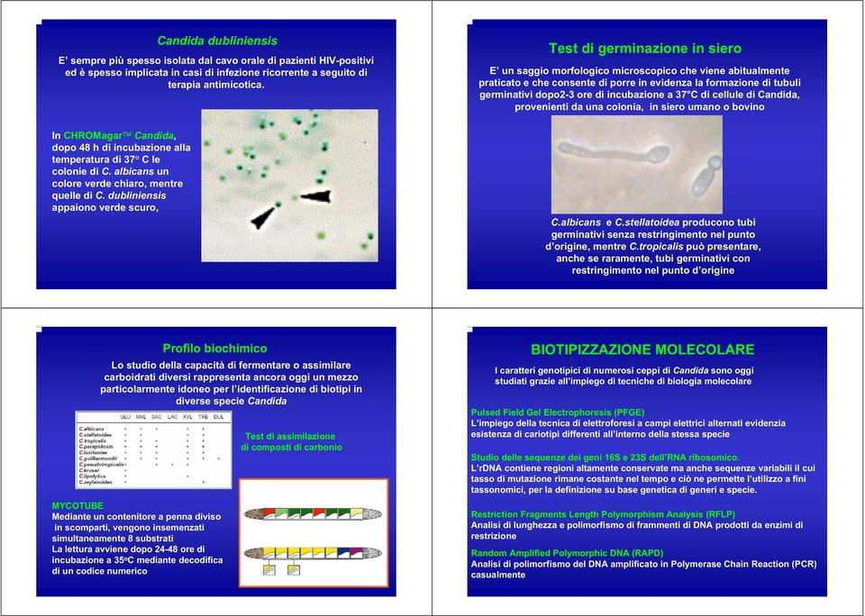 a 37 C di cellule di Candida, provenienti da una colonia, in siero umano o bovino In CHROMagar Candida, dopo 48 h di incubazione alla temperatura di 37 C le colonie di C.