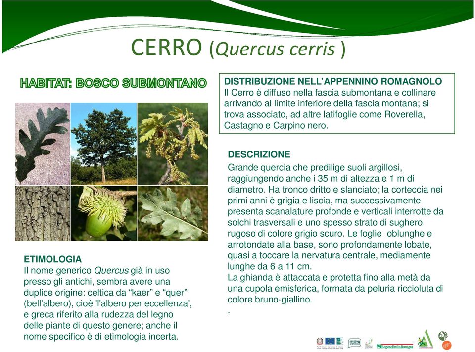 ETIMOLOGIA Il nome generico Quercus già in uso presso gli antichi, sembra avere una duplice origine: celtica da kaer e quer (bell'albero), cioè 'l'albero per eccellenza', e greca riferito alla