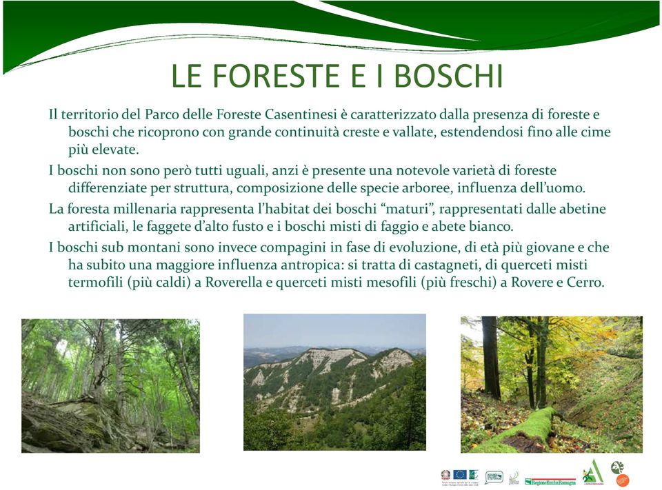 La foresta millenaria rappresenta l habitat dei boschi maturi, rappresentati dalle abetine artificiali, le faggete d alto fusto e i boschi misti di faggio e abete bianco.