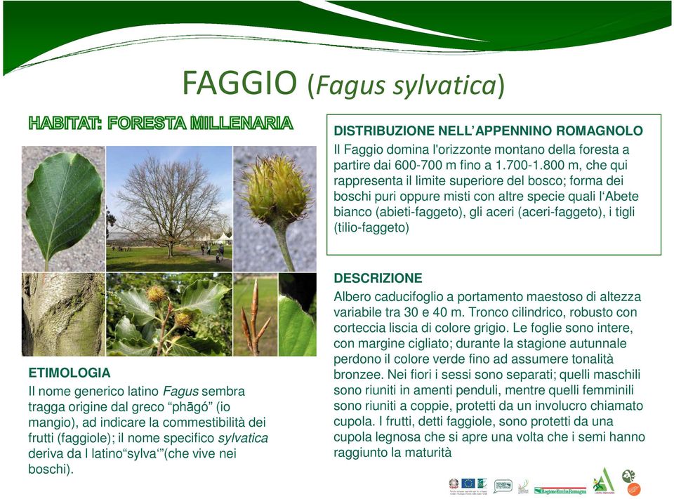 ETIMOLOGIA Il nome generico latino Fagus sembra tragga origine dal greco phāgó (io mangio), ad indicare la commestibilità dei frutti (faggiole); il nome specifico sylvatica deriva da l latino sylva