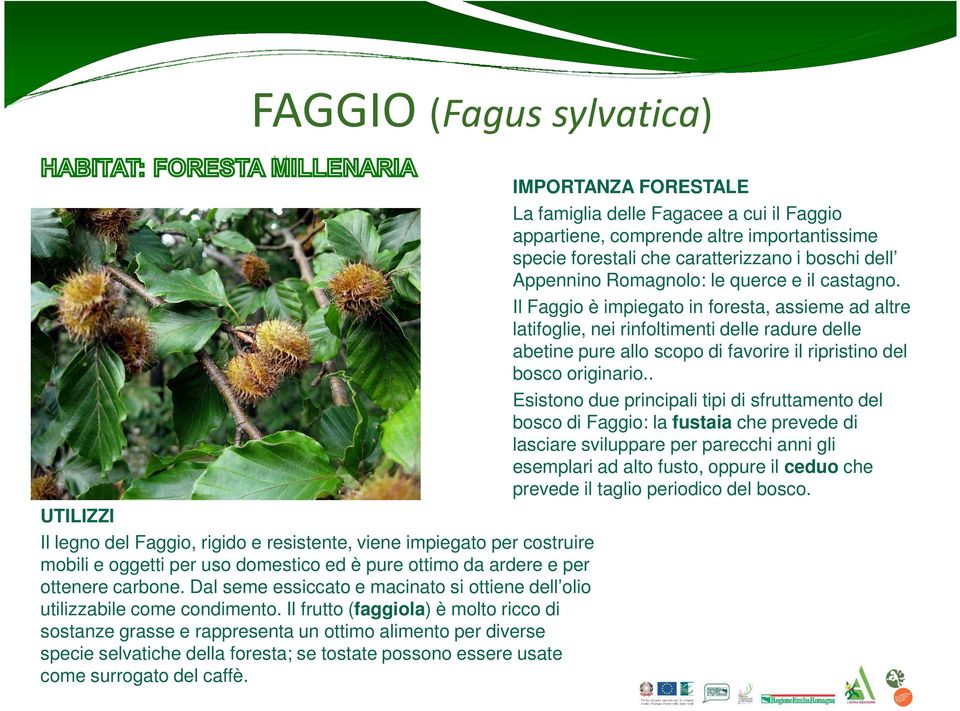 Il frutto (faggiola) è molto ricco di sostanze grasse e rappresenta un ottimo alimento per diverse specie selvatiche della foresta; se tostate possono essere usate come surrogato del caffè.