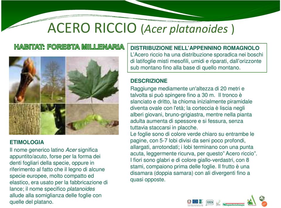 ETIMOLOGIA Il nome generico latino Acer significa appuntito/acuto, forse per la forma dei denti fogliari della specie, oppure in riferimento al fatto che il legno di alcune specie europee, molto