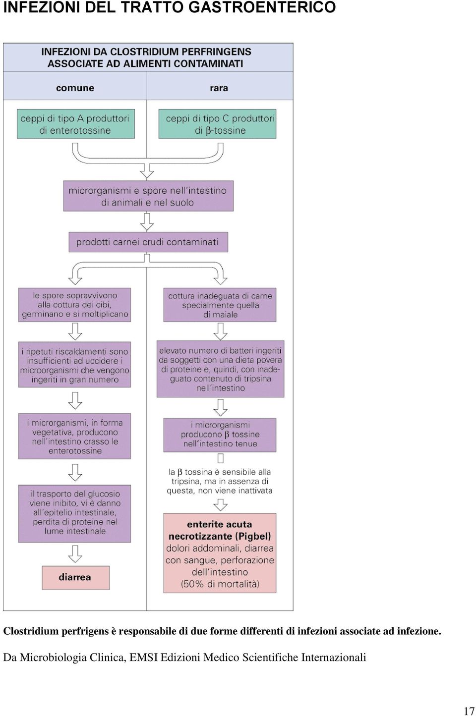 perfrigens è responsabile di due