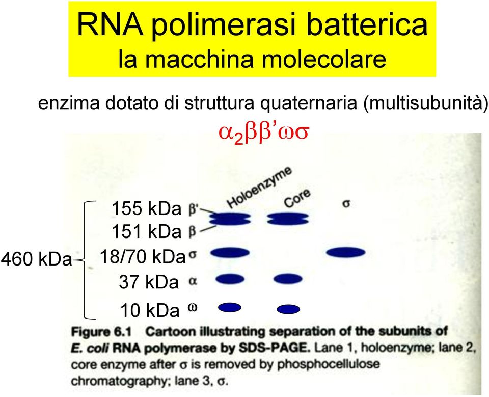 quaternaria (multisubunità) a 2 bb ws