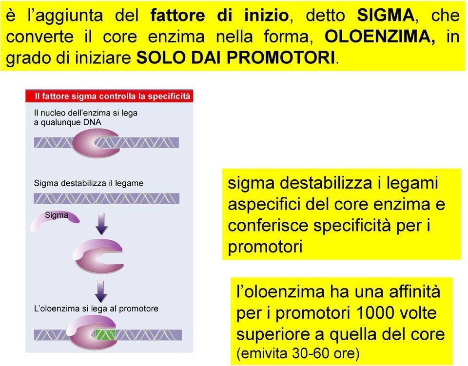 sigma destabilizza i legami aspecifici del core enzima e conferisce specificità per