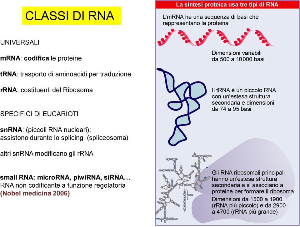 nucleari): assistono durante lo splicing (spliceosoma) altri snrna modificano gli rrna