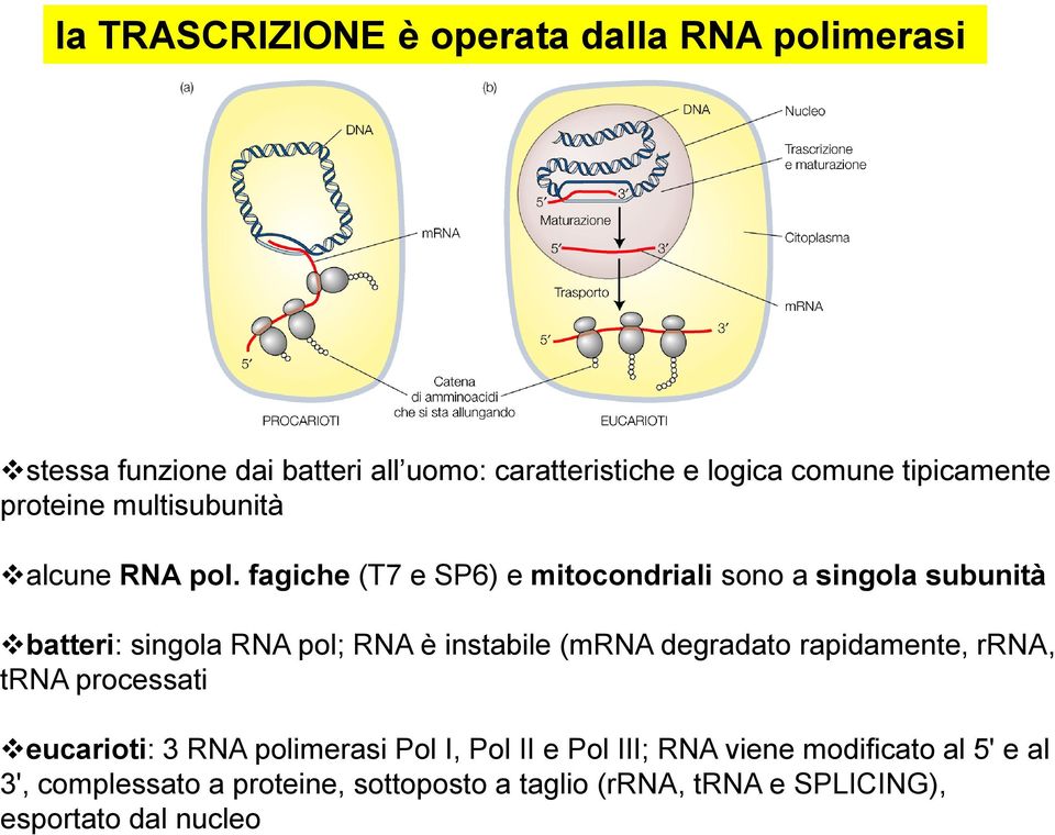 fagiche (T7 e SP6) e mitocondriali sono a singola subunità batteri: singola RNA pol; RNA è instabile (mrna degradato