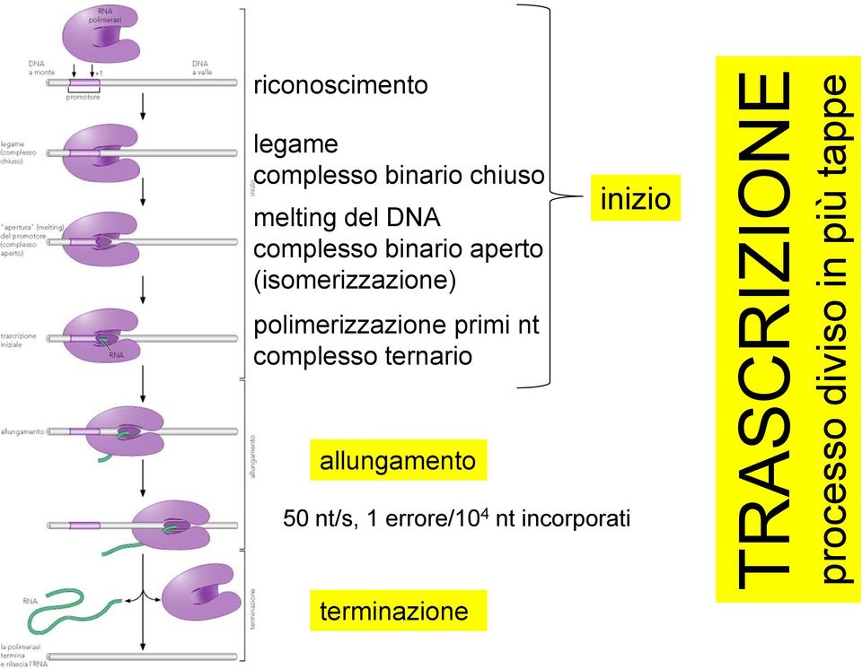 (isomerizzazione) polimerizzazione primi nt complesso ternario