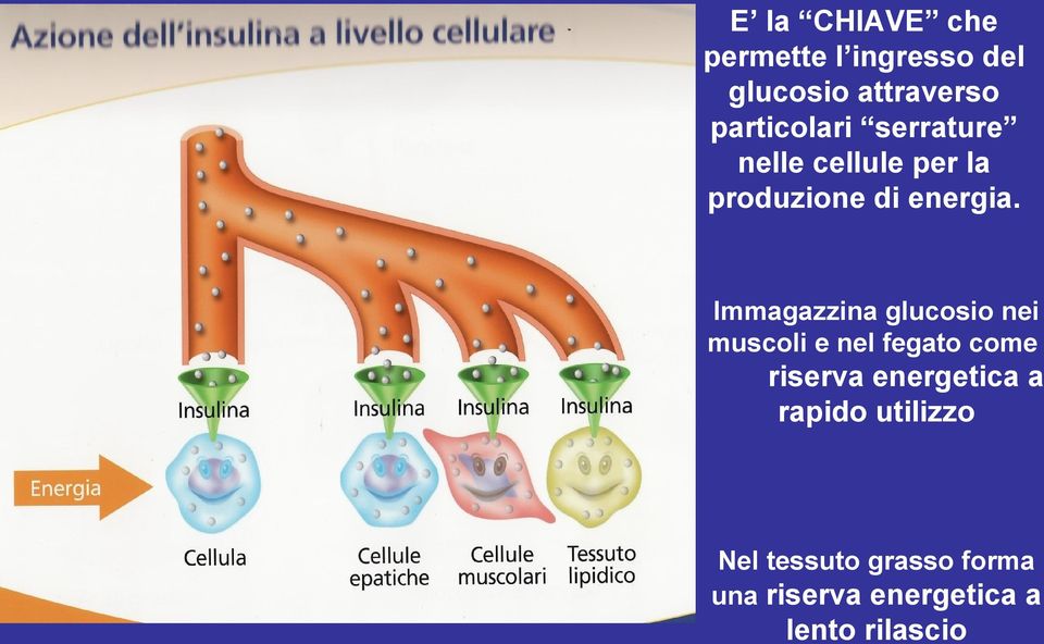 Immagazzina glucosio nei muscoli e nel fegato come riserva energetica