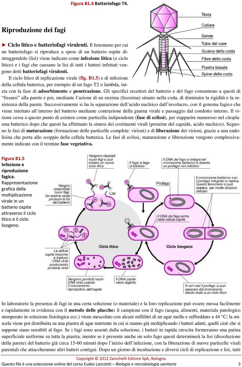 batteri infettati vengono detti batteriofagi virulenti. Il ciclo litico di replicazione virale (fig. B1.