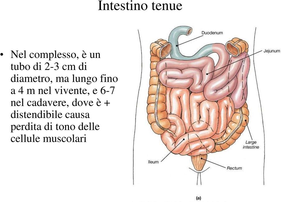 6-7 nel cadavere, dove è + distendibile causa