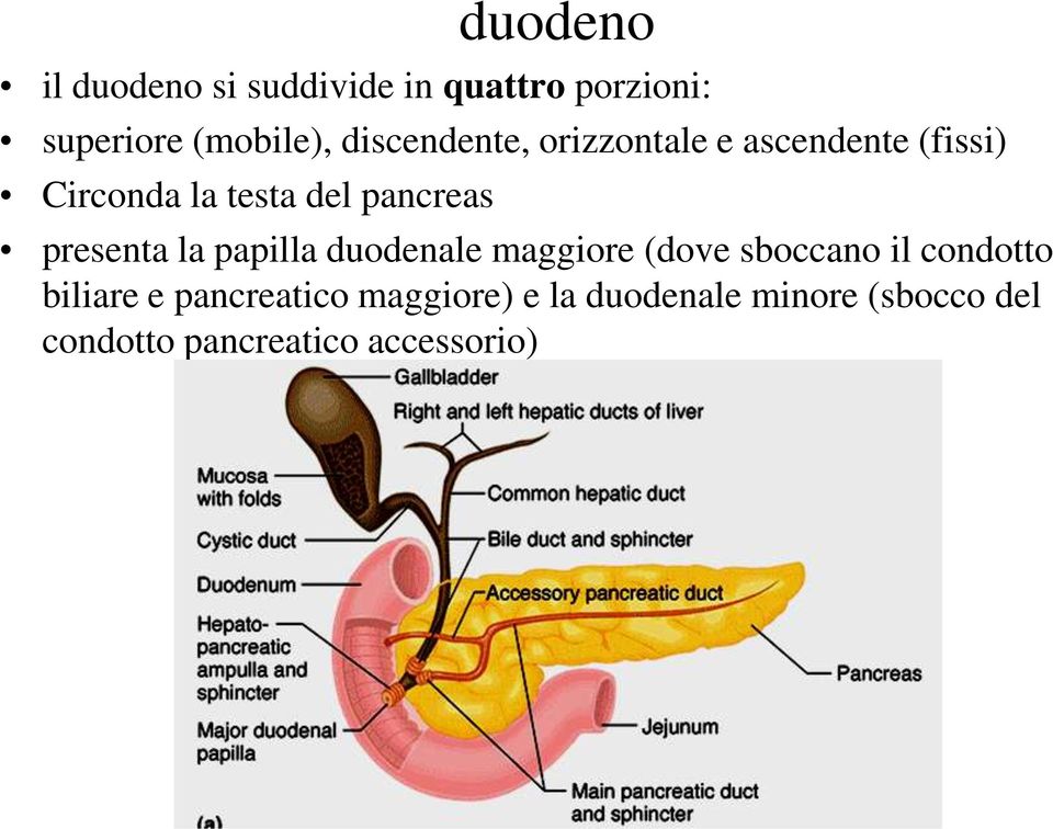 presenta la papilla duodenale maggiore (dove sboccano il condotto biliare e