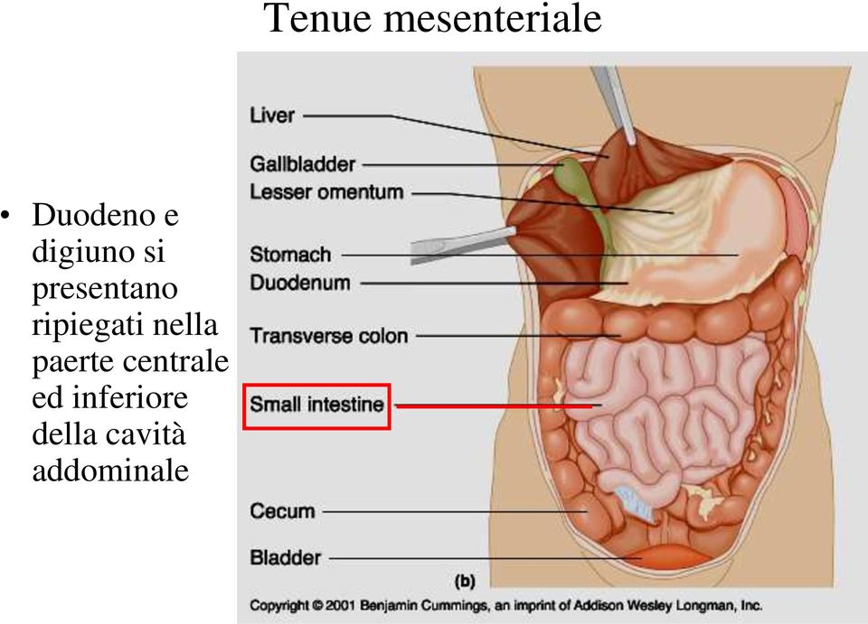 paerte centrale ed inferiore