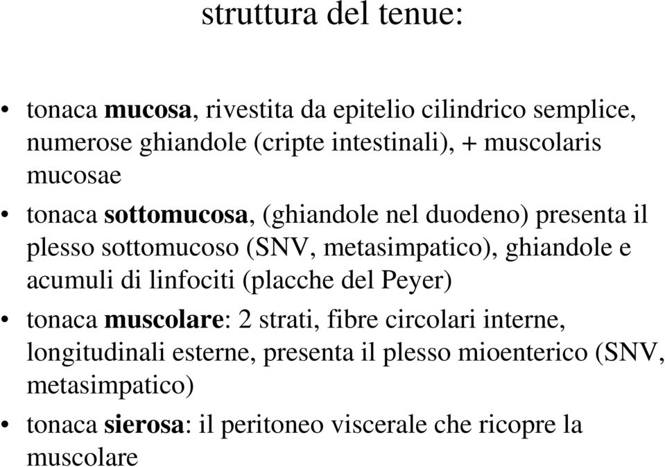 ghiandole e acumuli di linfociti (placche del Peyer) tonaca muscolare: 2 strati, fibre circolari interne, longitudinali