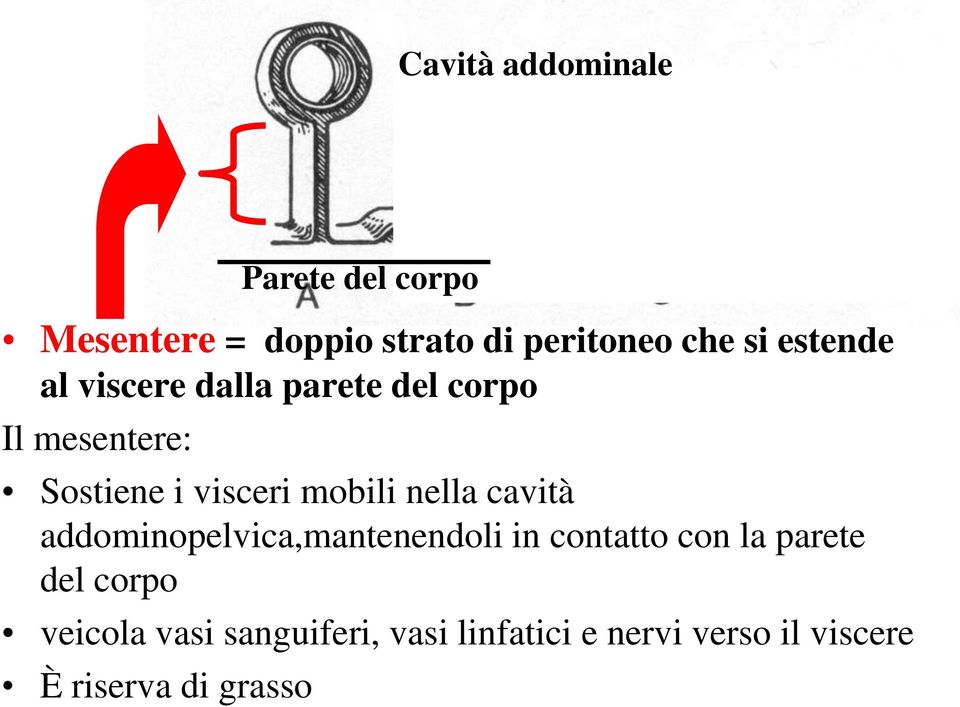 cavità addominopelvica,mantenendoli in contatto con la parete del corpo veicola