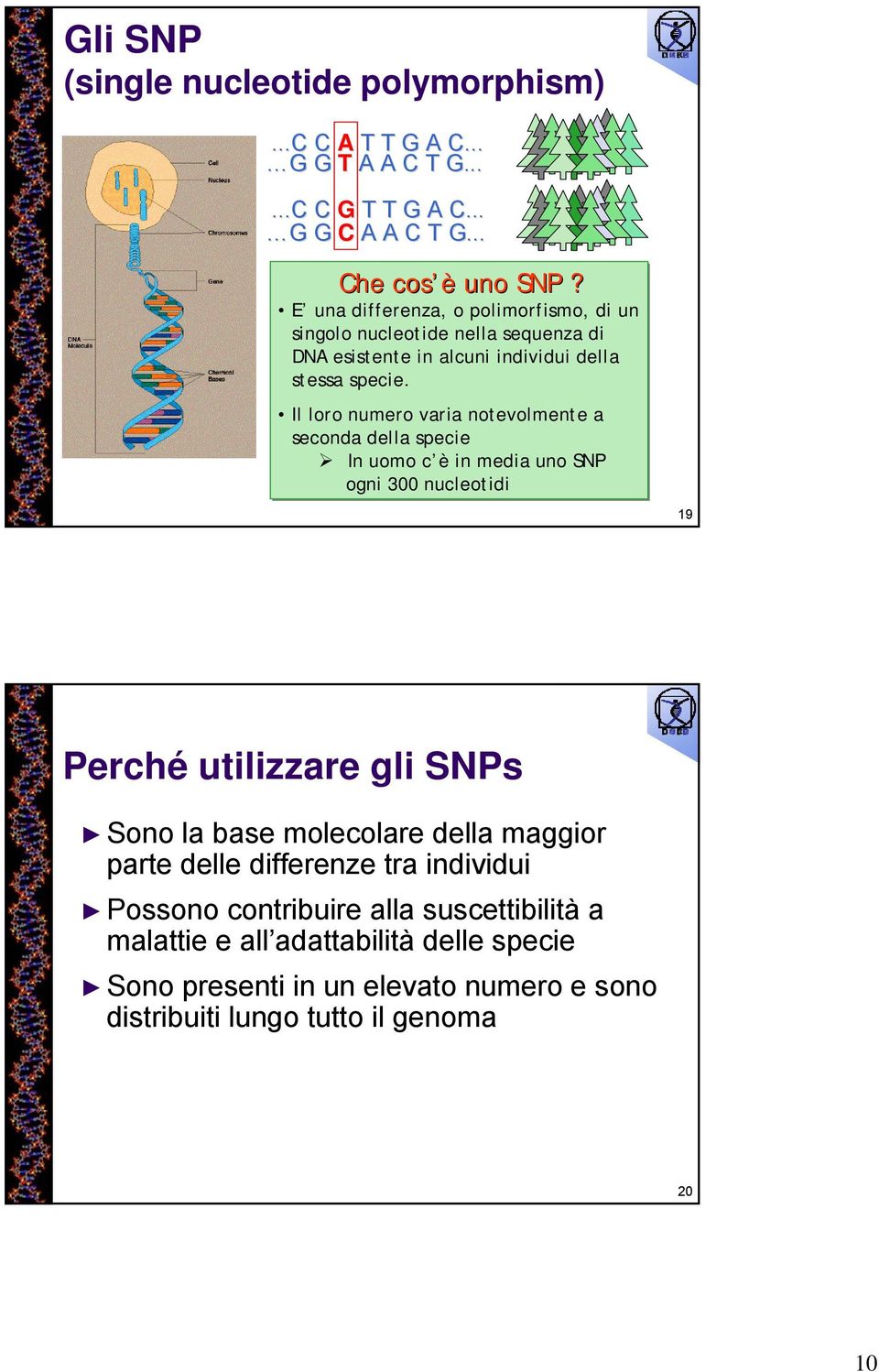 Il loro numero varia notevolmente a seconda della specie In uomo c è in media uno SNP ogni 300 nucleotidi 19 Perché utilizzare gli SNPs Sono la base molecolare