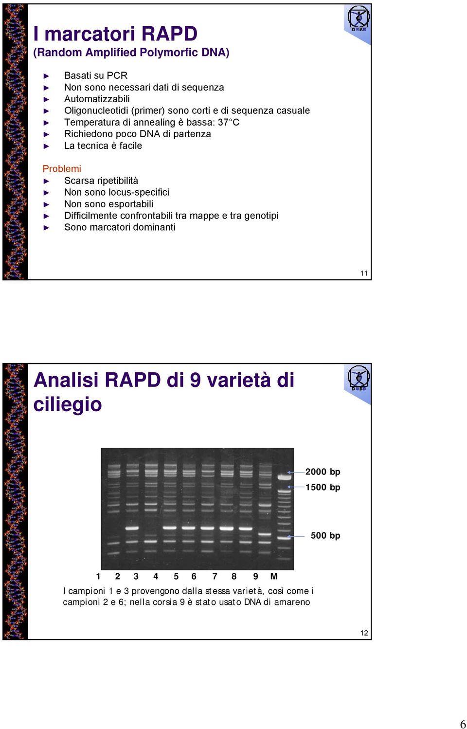 locus-specifici Non sono esportabili Difficilmente confrontabili tra mappe e tra genotipi Sono marcatori dominanti 11 Analisi RAPD di 9 varietà di ciliegio