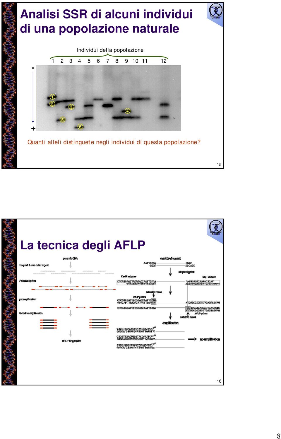 10 11 12 + 1 2 5 3 6 4 Quanti alleli distinguete negli