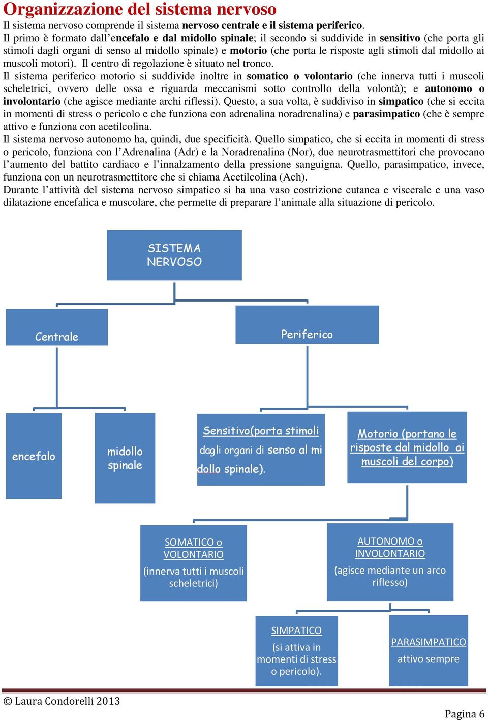 stimoli dal midollo ai muscoli motori). Il centro di regolazione è situato nel tronco.