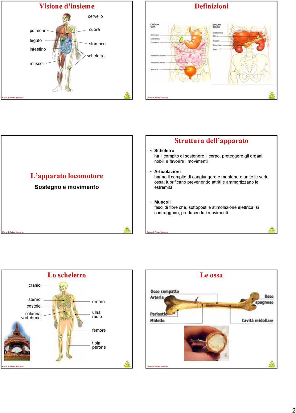 congiungere e mantenere unite le varie ossa; lubrificano prevenendo attriti e ammortizzano le estremità Muscoli fasci di fibre che, sottoposti e