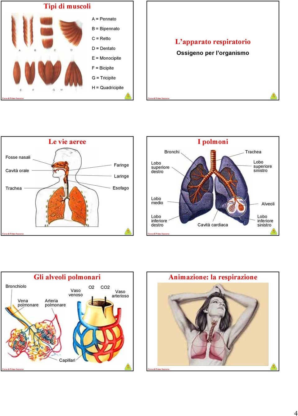 Lobo destro Bronchi Trachea Lobo Trachea Esofago Lobo medio Alveoli Lobo destro Cavità cardiaca Lobo Bronchiolo Vena