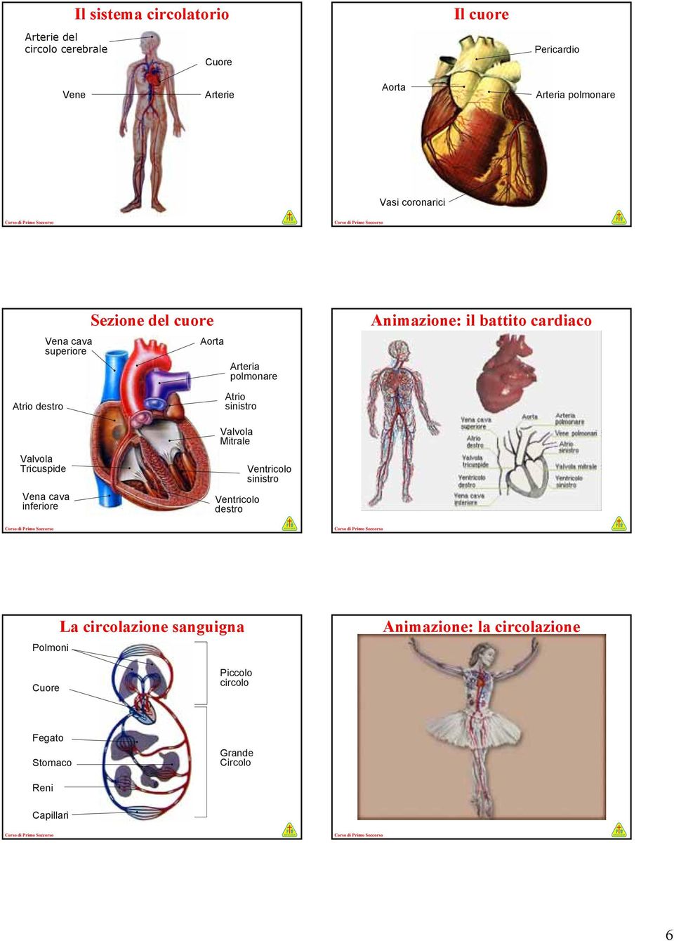 Atrio destro Valvola Tricuspide Vena cava Atrio Valvola Mitrale Ventricolo destro Ventricolo Polmoni La