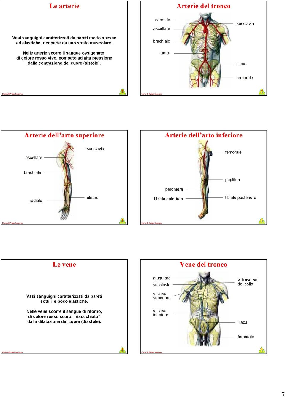 brachiale aorta iliaca femorale Arterie dell arto Arterie dell arto ascellare succlavia femorale brachiale poplitea peroniera radiale ulnare tibiale anteriore tibiale posteriore Le vene