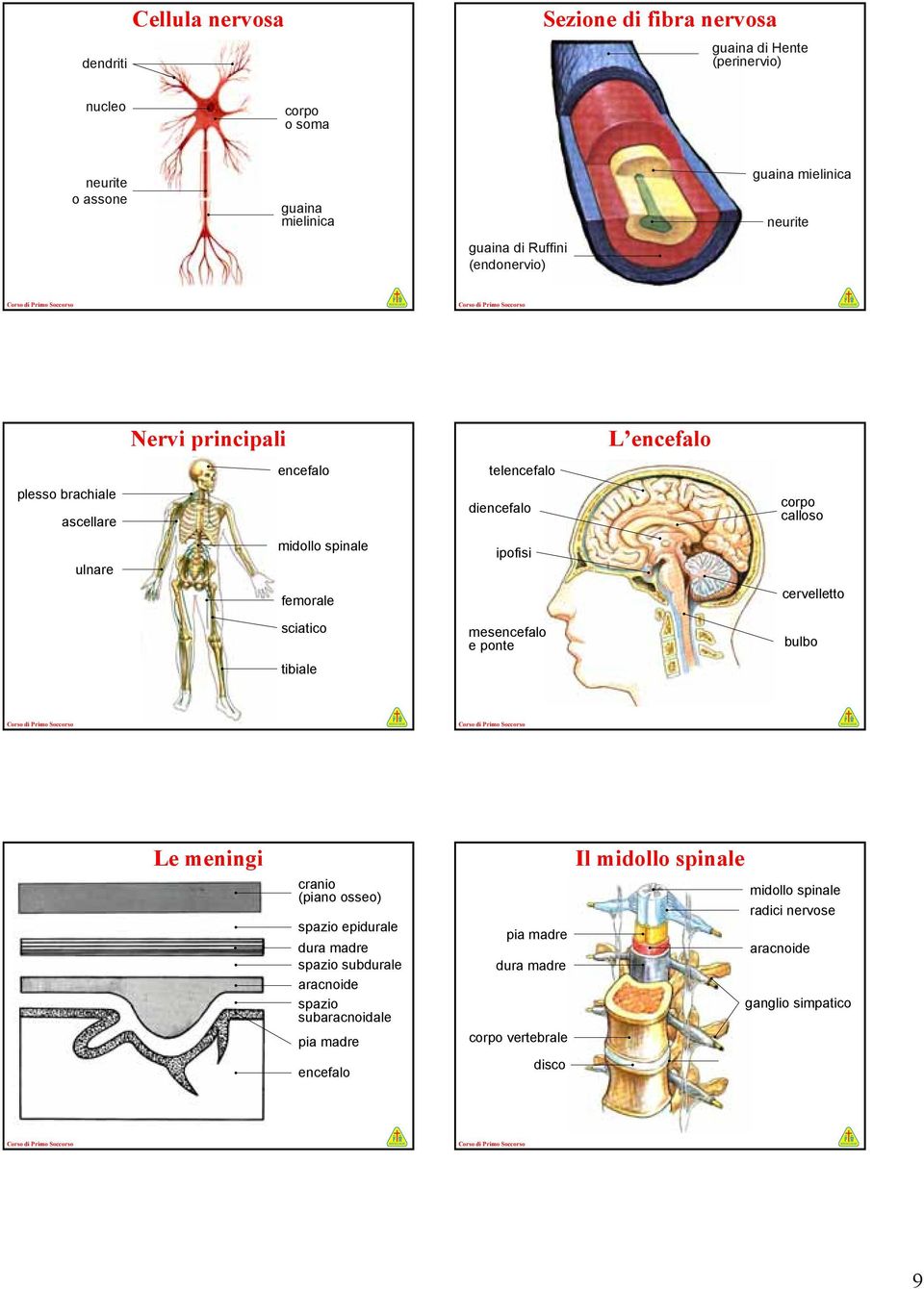 ipofisi femorale sciatico tibiale mesencefalo e ponte cervelletto bulbo Le meningi cranio (piano osseo) spazio epidurale dura madre spazio subdurale aracnoide