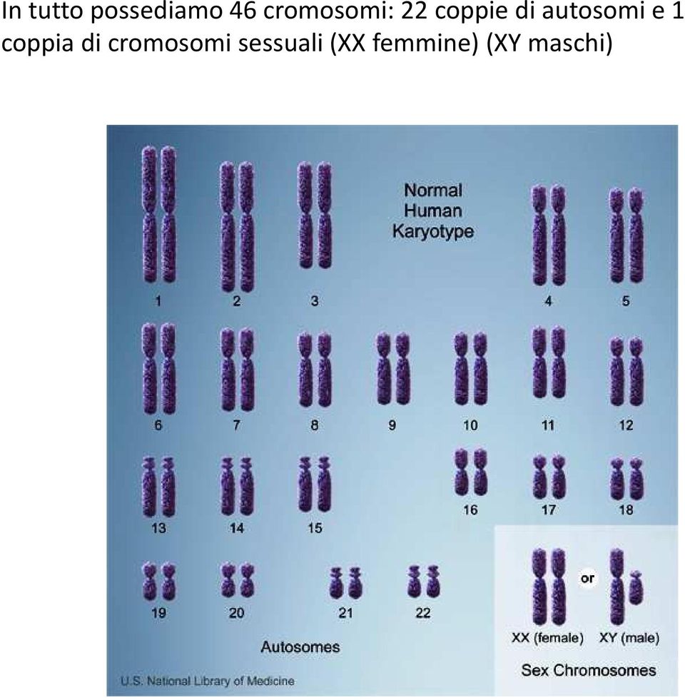 autosomi e 1 coppia di