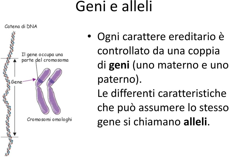 e uno paterno).