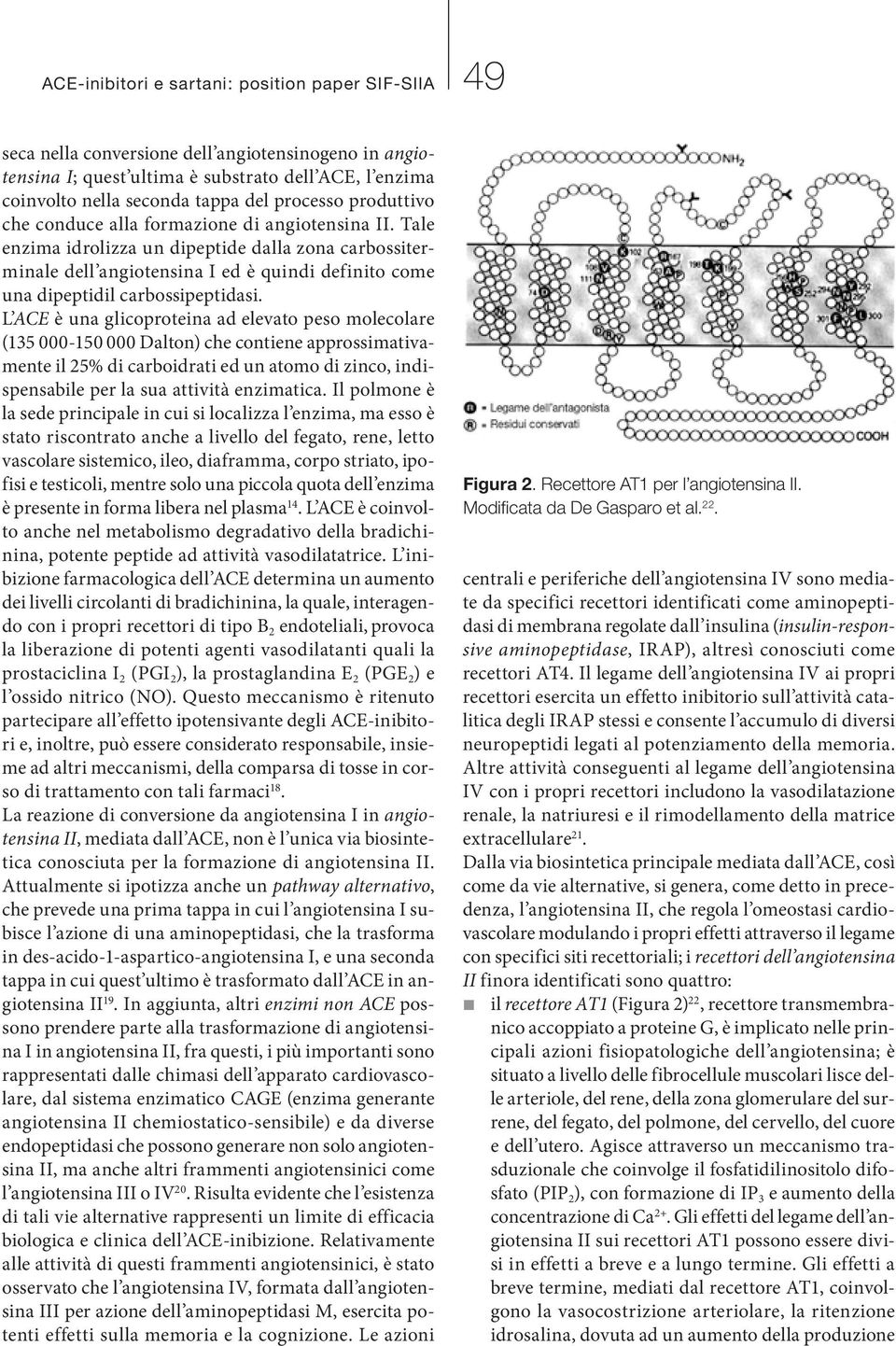 Tale enzima idrolizza un dipeptide dalla zona carbossiterminale dell angiotensina I ed è quindi definito come una dipeptidil carbossipeptidasi.