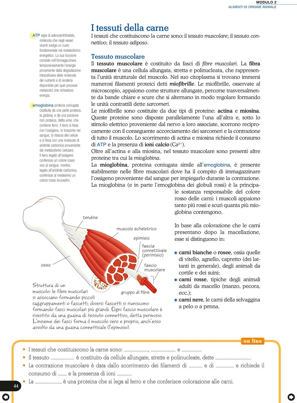 che richiedono energia. emoglobina proteina coniu gata costituita da una parte proteica, la globina, e da una porzione non proteica, detta eme, che contiene ferro.