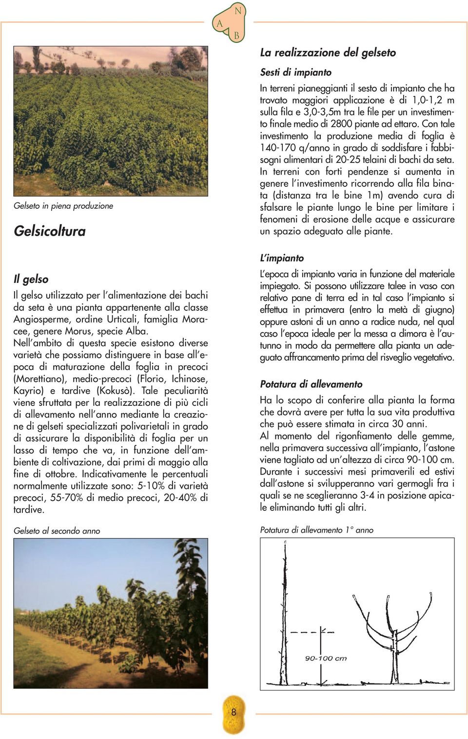 ell ambito di questa specie esistono diverse varietà che possiamo distinguere in base all epoca di maturazione della foglia in precoci (Morettiano), medio-precoci (Florio, Ichinose, Kayrio) e tardive