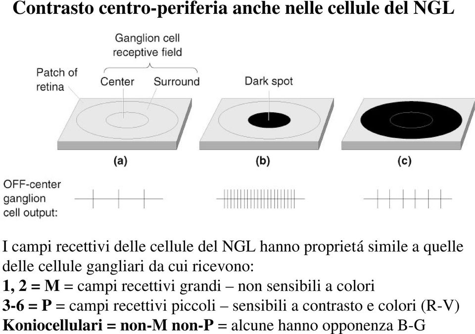 M = campi recettivi grandi non sensibili a colori 3 6 = P = campi recettivi piccoli