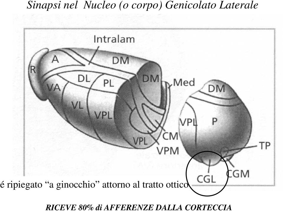 ginocchio attorno al tratto ottico