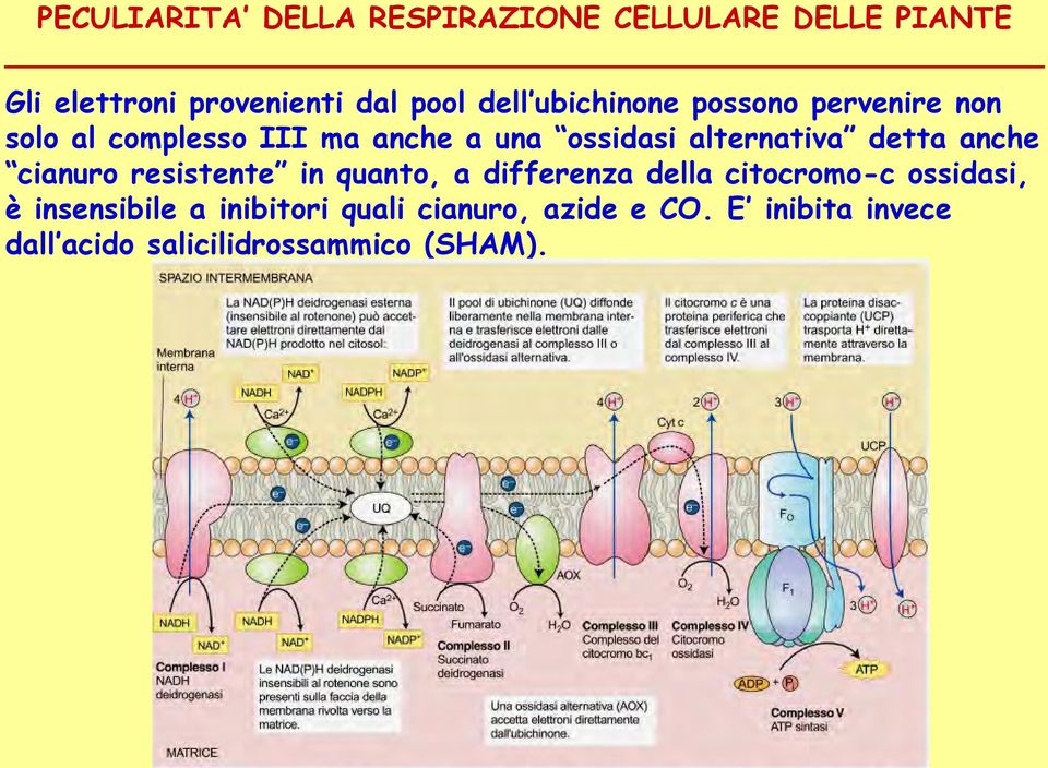 in quanto, a differenza della citocromo-c ossidasi, è insensibile a inibitori